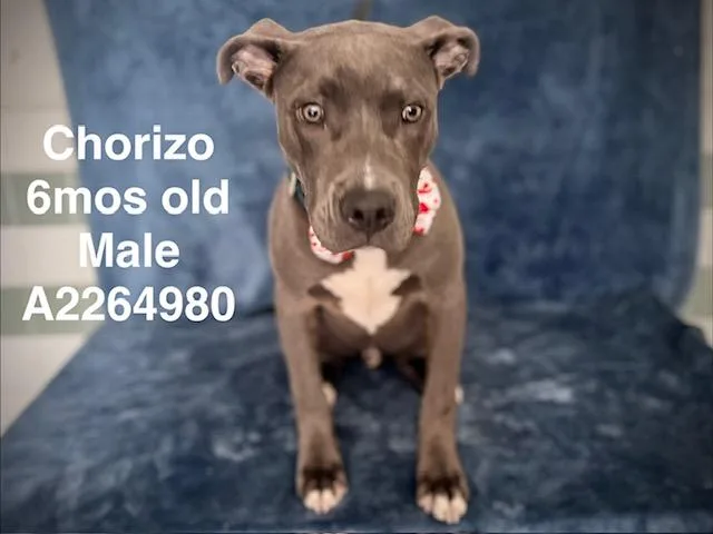 A young small-sized male Pit Bull Terrier dog named Chorizo for adoption in Van Nuys, CA
