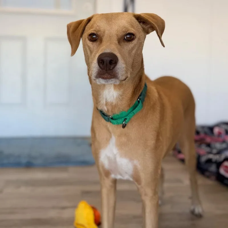 An adult medium-sized female Yellow / Tan / Blond / Fawn Labrador Retriever dog named Lady for adoption in Green Bay, WI