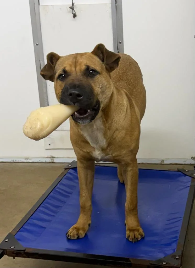 A young medium-sized male Boxer dog named Remy for adoption in Lagrange, IN