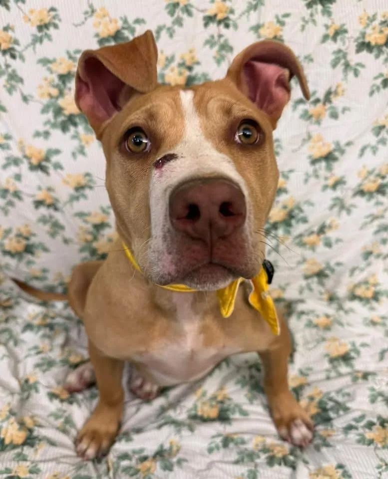 A young medium-sized female Pit Bull Terrier dog named Luna for adoption in Howes Cave, NY