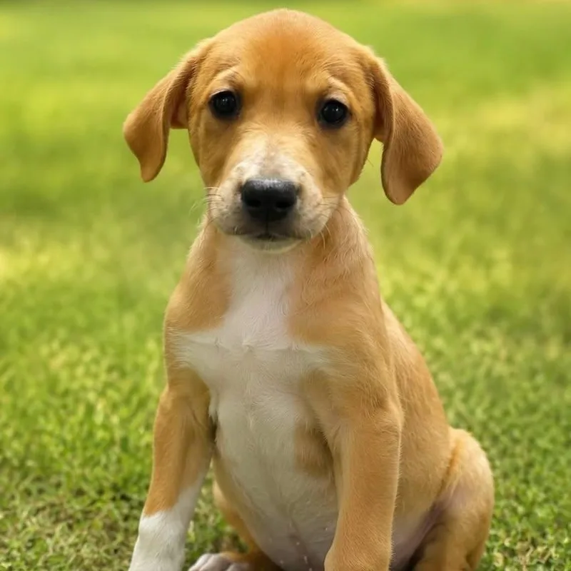 A baby medium-sized female Mixed Breed dog named Elle Woods for adoption in Cranston, RI