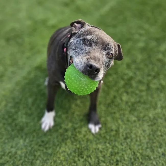 An adult medium-sized female American Staffordshire Terrier dog named Daphne for adoption in Longview, TX