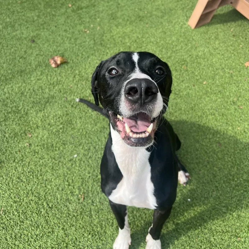 Duke