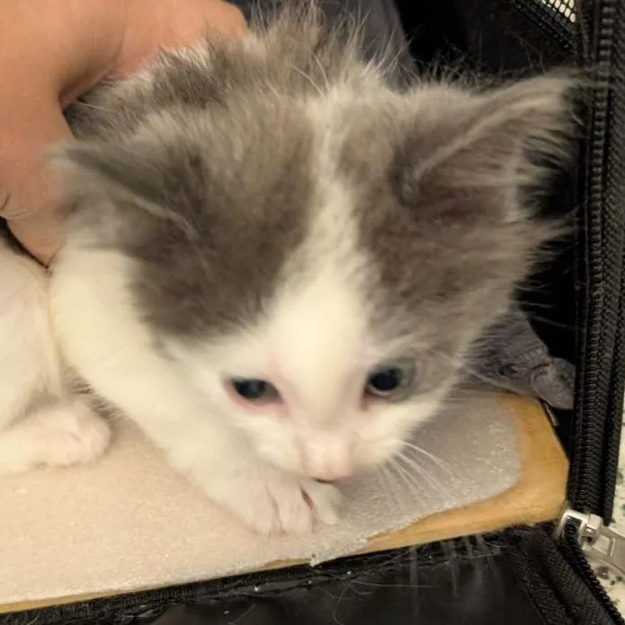 A baby small-sized female Domestic Short Hair cat named Gene for adoption in Fairport, NY