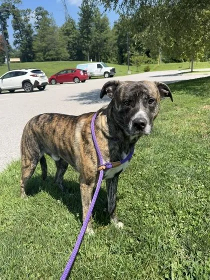 An adult large-sized male Mixed Breed dog named Chevy for adoption in Fallston, MD