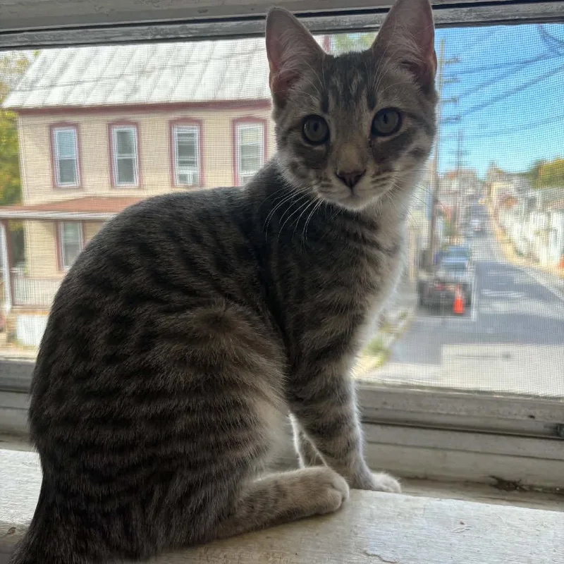 A baby small-sized female Brown / Chocolate Domestic Short Hair cat named Azura for adoption in Inwood, WV