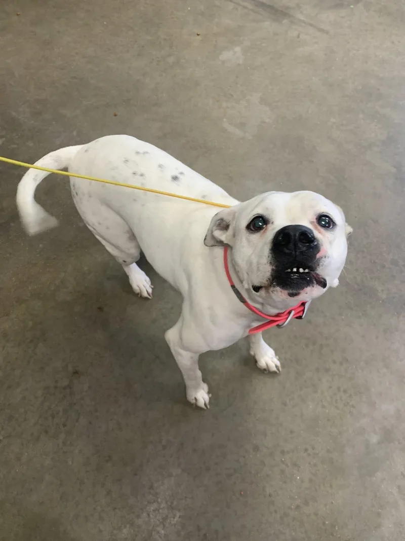 An adult large-sized female Boxer dog named Pebbles for adoption in Fairfield, IL