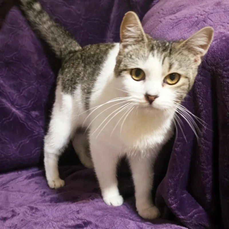 A young small-sized male Tabby (Gray / Blue / Silver) Domestic Short Hair cat named Cashew for adoption in Bentonville, AR
