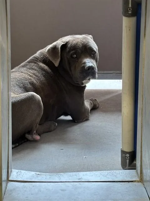An adult large-sized male Pit Bull Terrier dog named Biggie for adoption in Albuquerque, NM