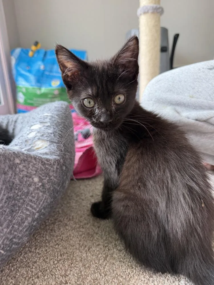 A baby medium-sized female Black Domestic Short Hair cat named Raven for adoption in Lafayette, CO