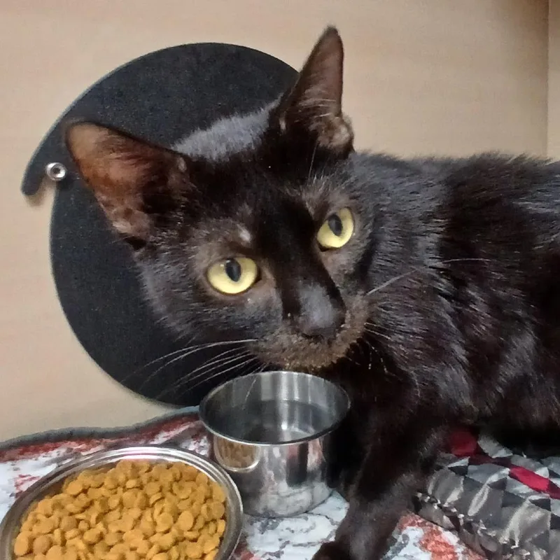 A young medium-sized female Black Domestic Short Hair cat named Minty for adoption in Birmingham, AL