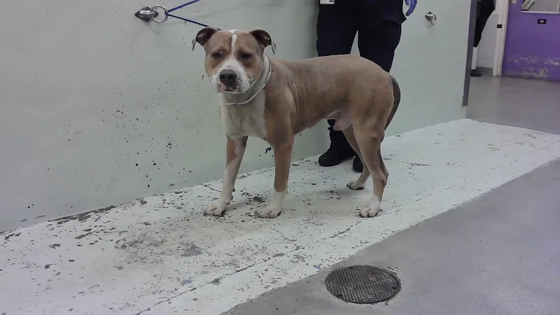 An adult large-sized male Staffordshire Bull Terrier dog named Bruce for adoption in Houston, TX