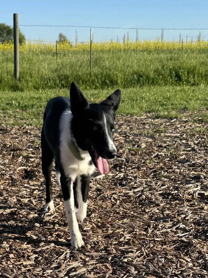 Dr. Pepper thumbnail 3