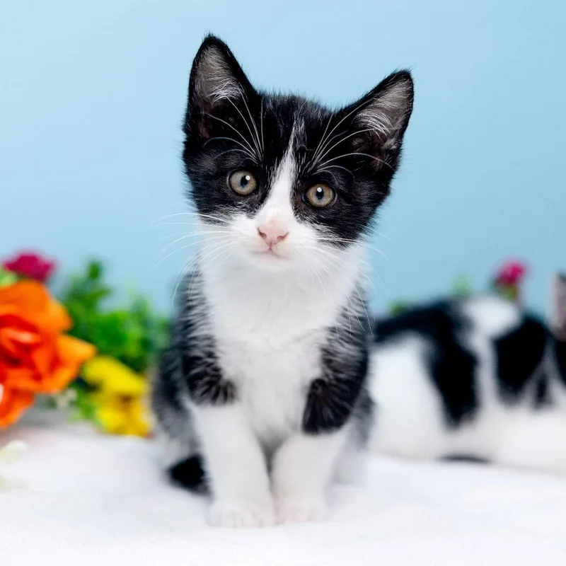 A young medium-sized male Black Domestic Short Hair cat named Marty for adoption in Durham, NC