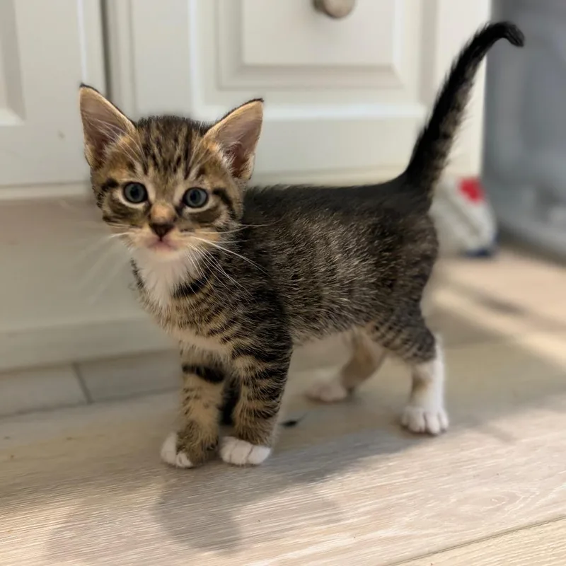 A baby small-sized male Brown / Chocolate Domestic Short Hair cat named Heath for adoption in Tustin, CA
