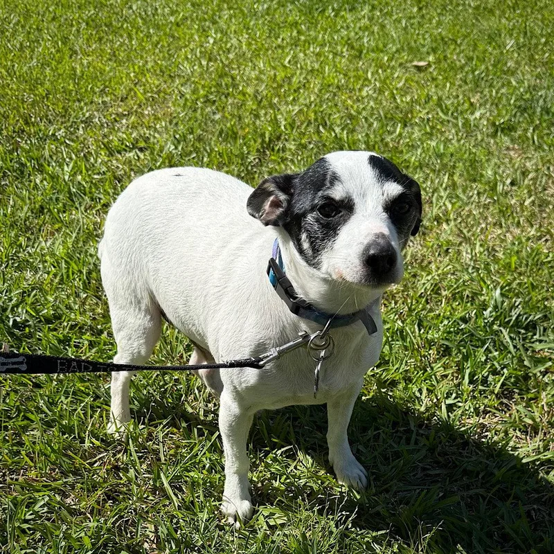 An adult small-sized male Rat Terrier dog named Lil Beau for adoption in Atlanta, GA