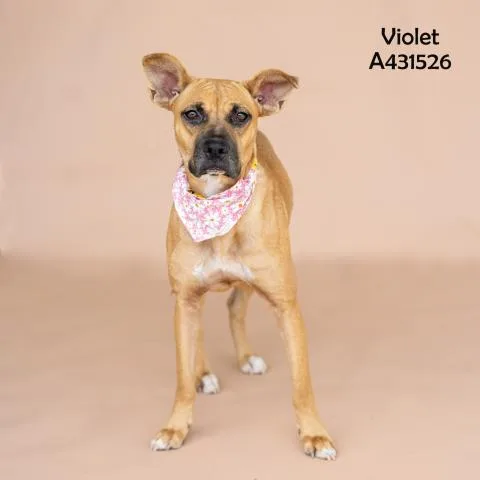 A young medium-sized female Labrador Retriever dog named Violet for adoption in Conroe, TX