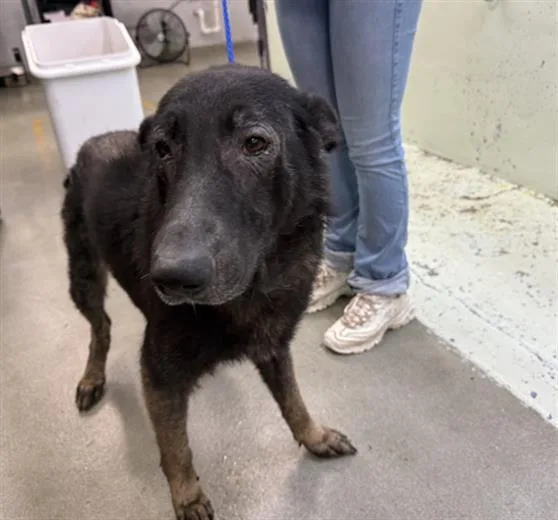 An adult large-sized male German Shepherd Dog dog named Azabache for adoption in Houston, TX