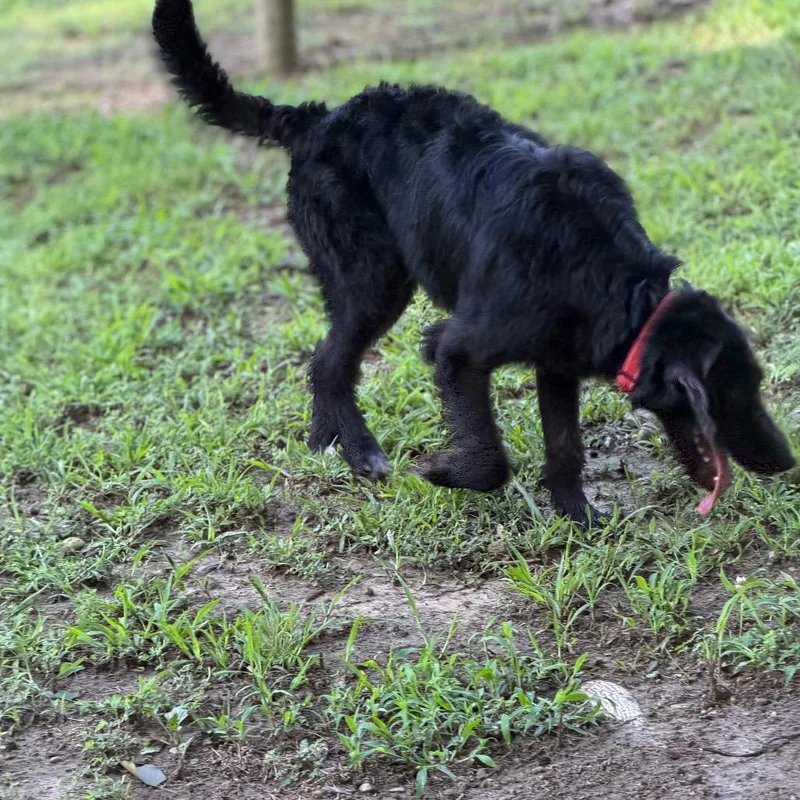 A young medium-sized male Black Poodle dog named Titus for adoption in Princeton, KY