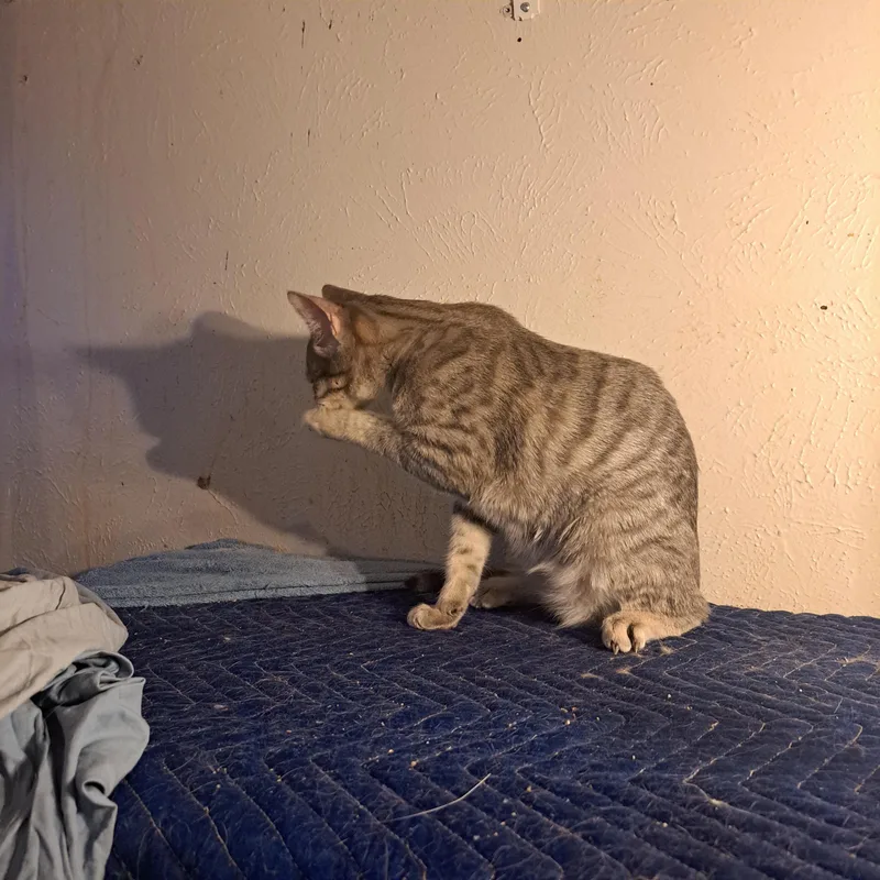A young medium-sized male Gray / Blue / Silver American Shorthair cat named Belly Rubber for adoption in White Settlement, TX