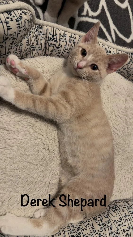 Derek Shepard thumbnail 3