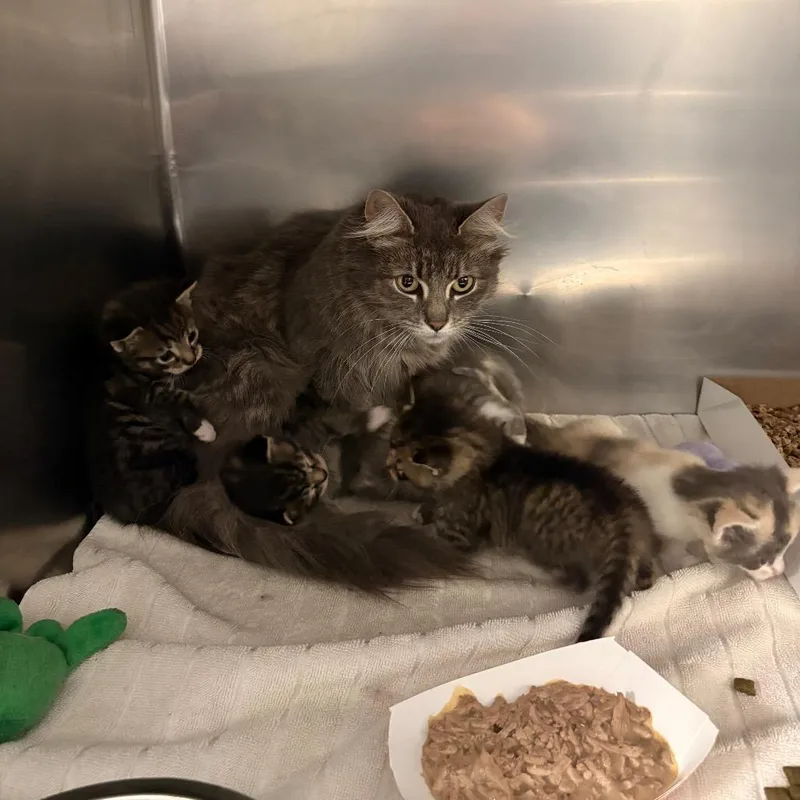 An adult medium-sized female Gray / Blue / Silver Domestic Long Hair cat named Mama Sundae for adoption in Allentown, PA