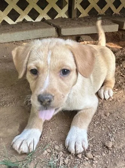 A baby large-sized male Mixed Breed dog named David for adoption in Cumming, GA