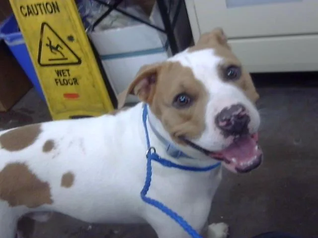 A young large-sized male Mixed Breed dog named Kobe for adoption in Dallas, TX