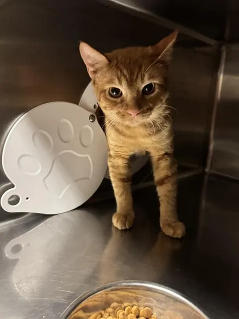 A young medium-sized male Domestic Short Hair cat named Bj for adoption in Rancho Cucamonga, CA