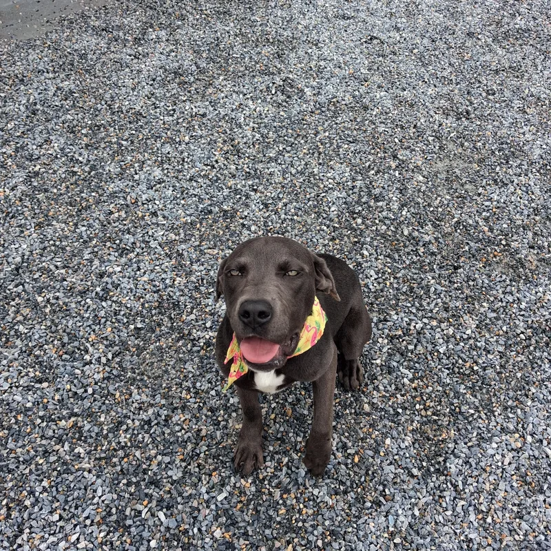 A young medium-sized female Labrador Retriever dog named Sundae for adoption in Marion, NC
