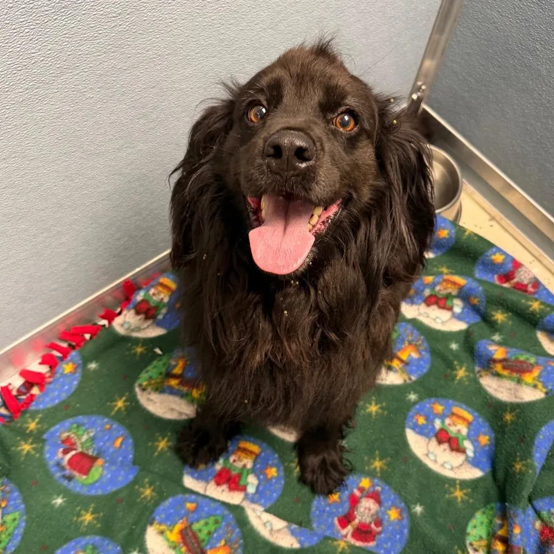 An adult medium-sized male Black Spaniel dog named Francis for adoption in Uniontown, PA