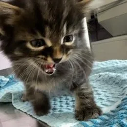 A baby small-sized male Gray / Blue / Silver Domestic Short Hair cat named Benedict for adoption in Grinnell, IA