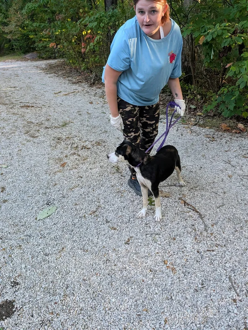 An adult medium-sized female Husky dog named Venus for adoption in Frenchburg, KY