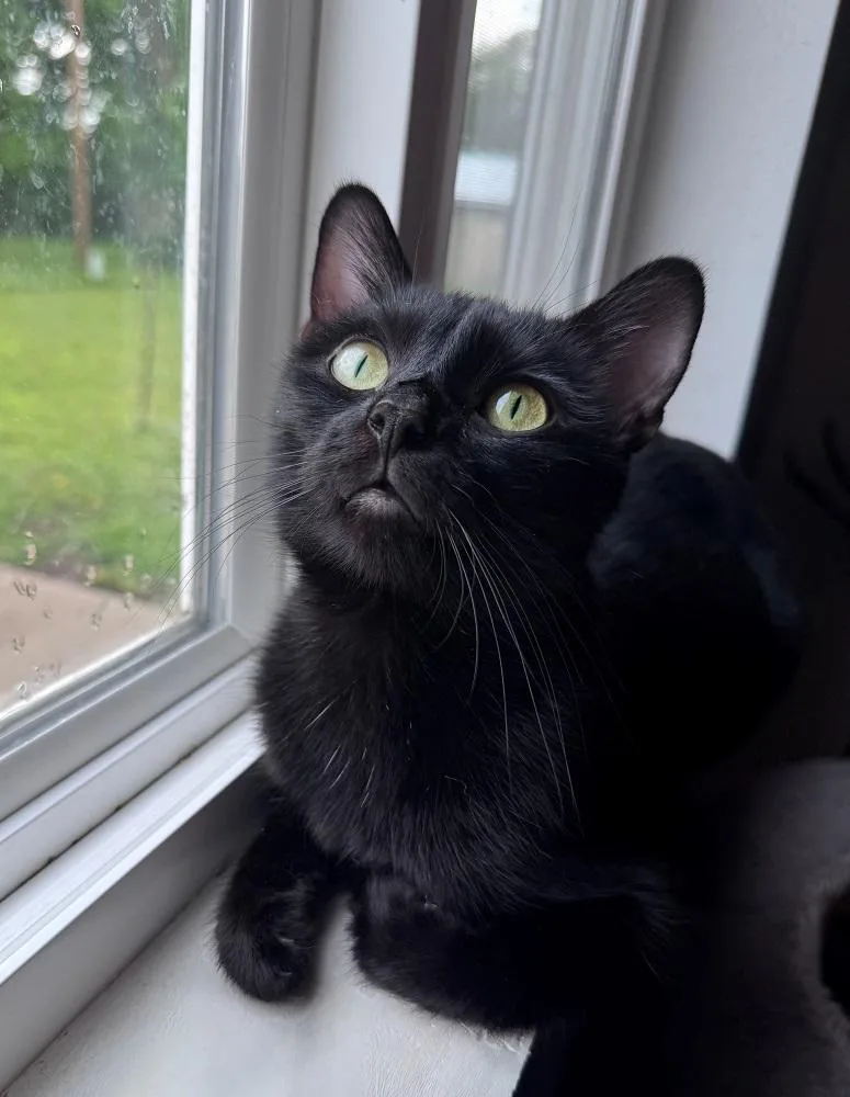 An adult medium-sized female Black Domestic Short Hair cat named Lyric for adoption in Mason City, IA