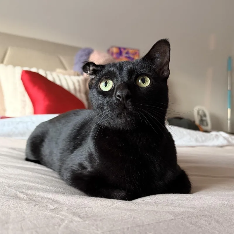 An adult medium-sized male Black Domestic Short Hair cat named Freddie for adoption in Weimar, CA