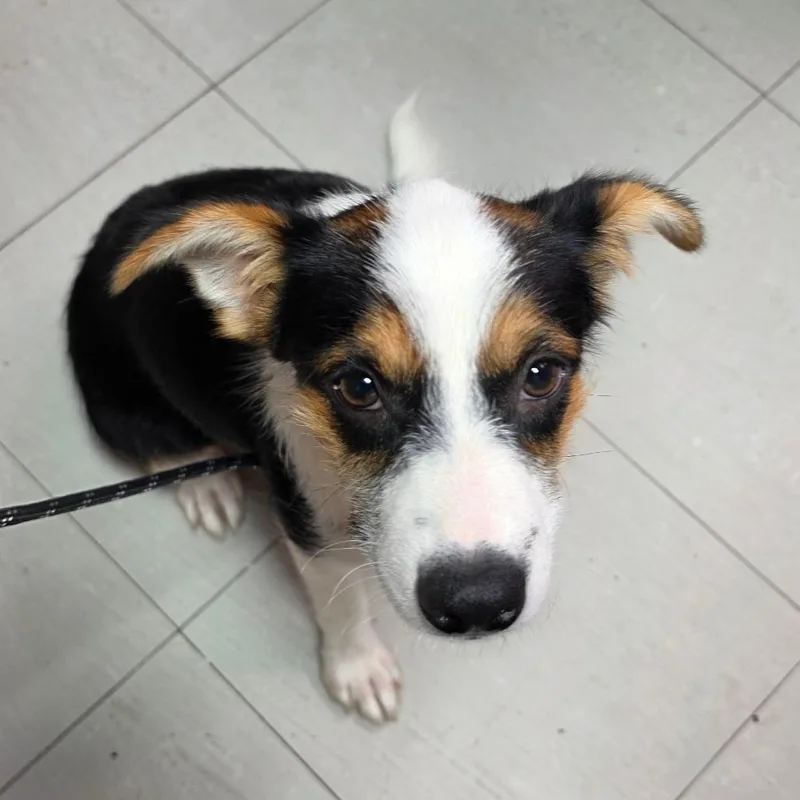 A young small-sized female Black Mixed Breed dog named Eliza for adoption in Leander, TX