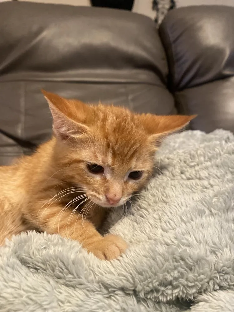 A baby small-sized male Tabby (Orange / Red) Domestic Short Hair cat named Kayce for adoption in Dickson, TN