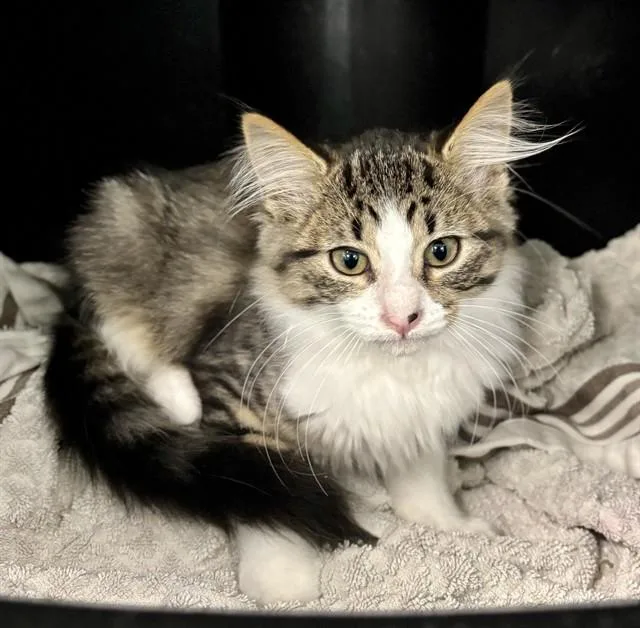 A baby medium-sized male Domestic Short Hair cat named Feta for adoption in Kalamazoo, MI