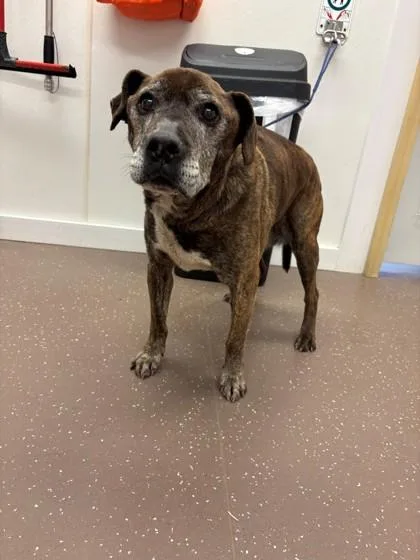 A senior medium-sized male Mixed Breed dog named Jordy for adoption in South Bend, IN