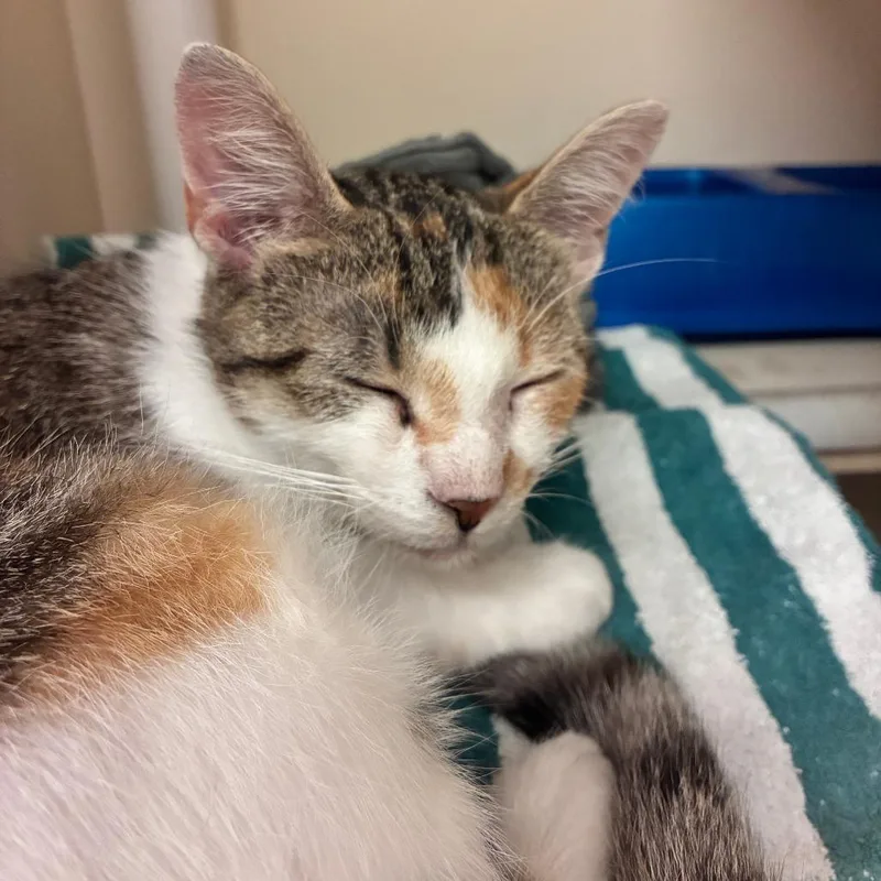 An adult medium-sized female Brown / Chocolate Domestic Short Hair cat named Dairy Queen for adoption in Dayton, OH