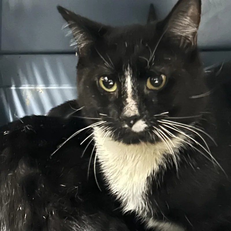A young medium-sized male Domestic Short Hair cat named Jekyll for adoption in Newark, NJ