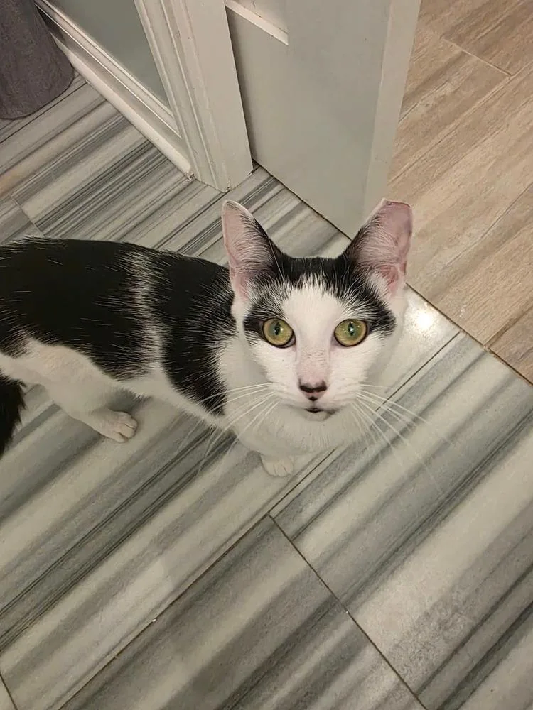 A young medium-sized female Black & White / Tuxedo Domestic Short Hair cat named Camillia for adoption in Chicago, IL
