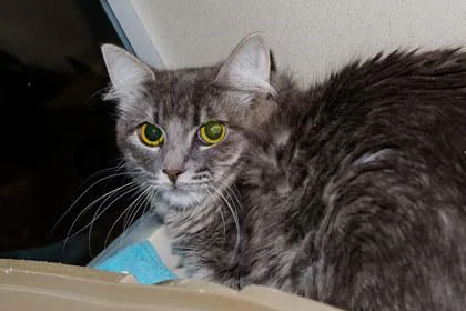 A young large-sized female Domestic Medium Hair cat named Salmon for adoption in Longmont, CO