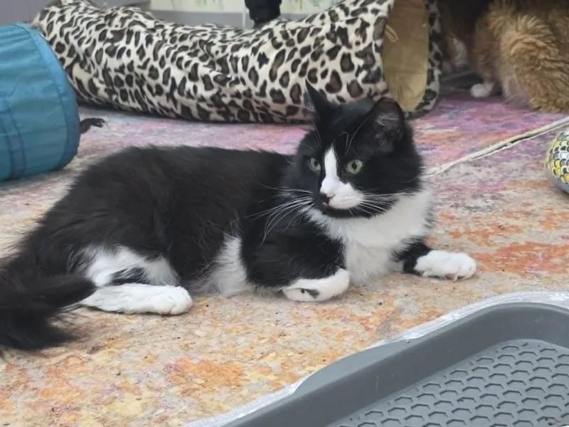 An adult medium-sized male Black & White / Tuxedo Domestic Long Hair cat named Grommet Ct Residents for adoption in Norwich, CT