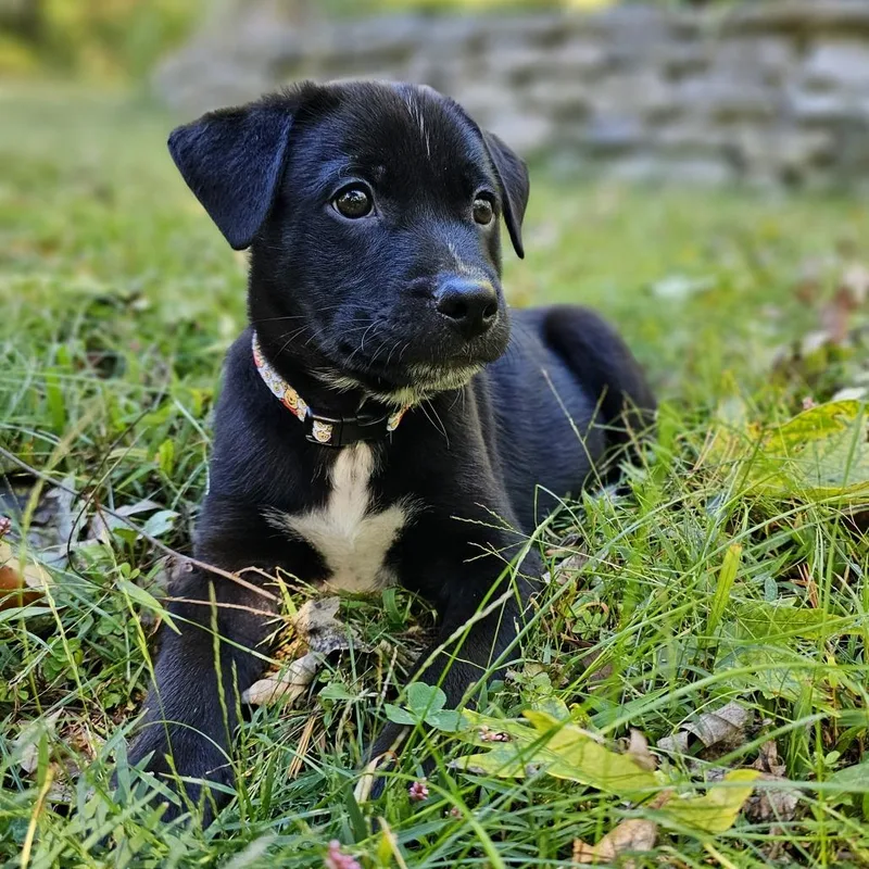 A baby medium-sized male Mixed Breed dog named Roo for adoption in Festus, MO