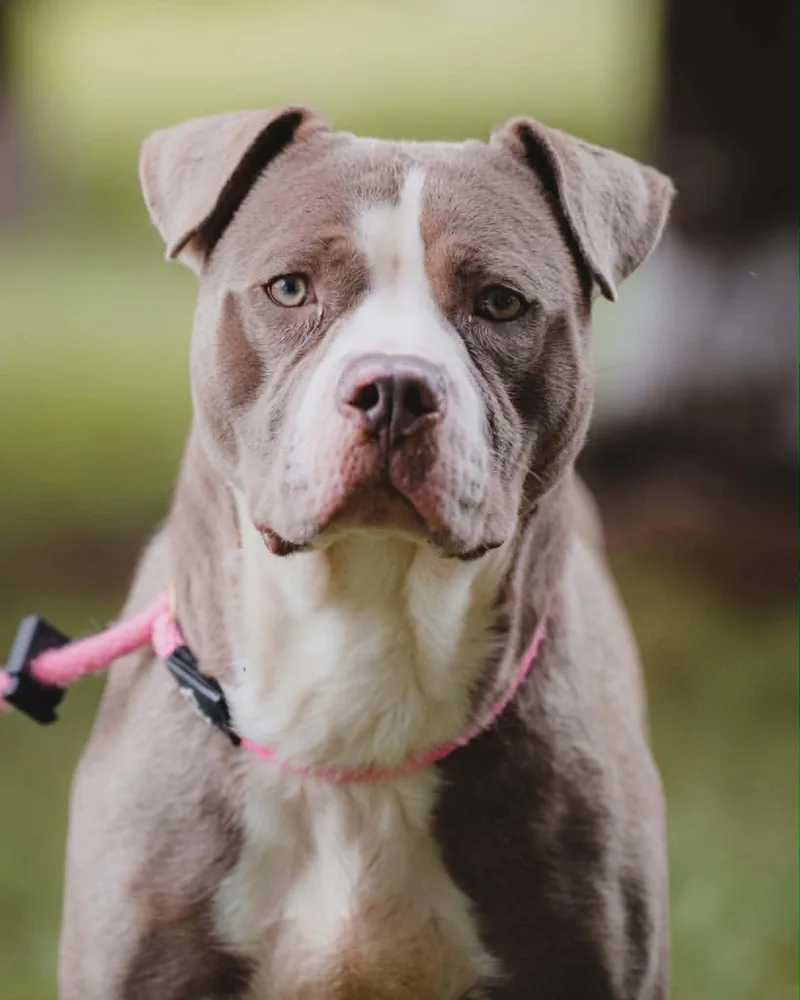An adult medium-sized female Gray / Blue / Silver Pit Bull Terrier dog named Tessa for adoption in Springfield, IL