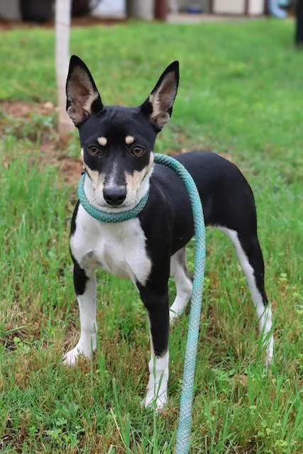 A young small-sized female Tricolor (Brown, Black, & White) Rat Terrier dog named Pepper for adoption in Nocona, TX