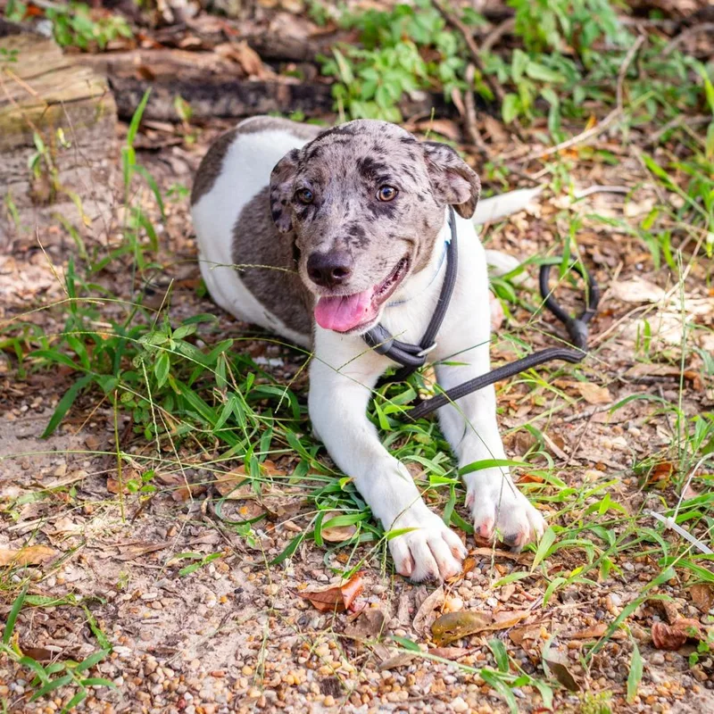 A baby medium-sized male Gray / Blue / Silver Catahoula Leopard Dog dog named Hooch for adoption in Hattiesburg, MS
