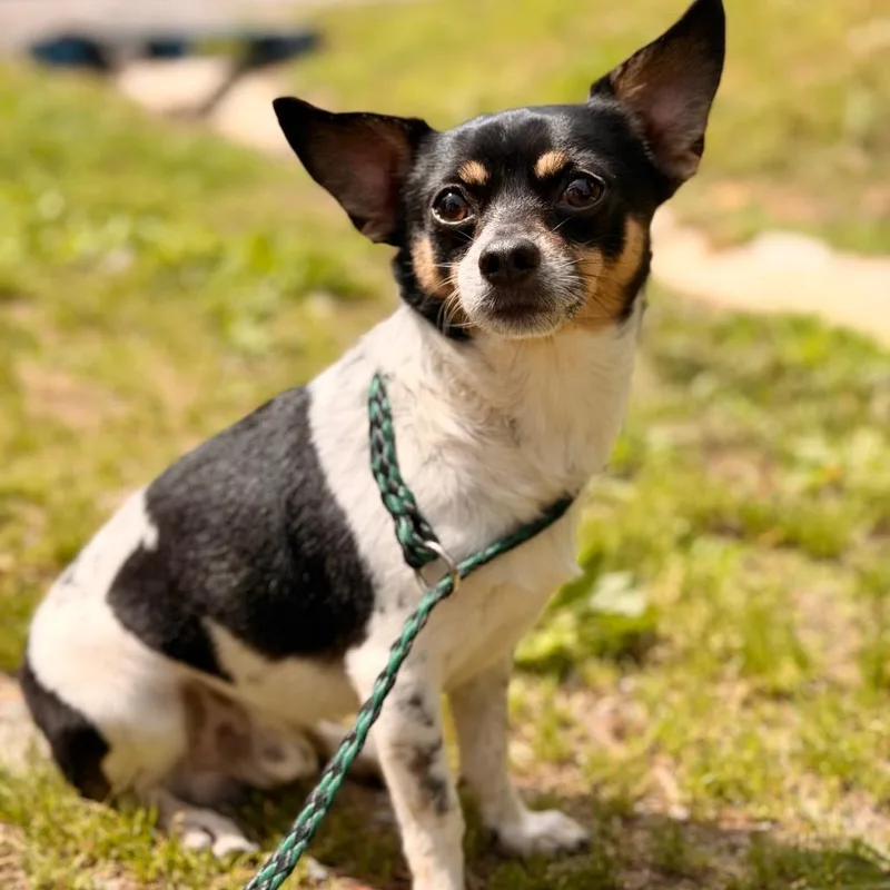 A senior small-sized male White / Cream Chihuahua dog named Tommy for adoption in Evensville, TN