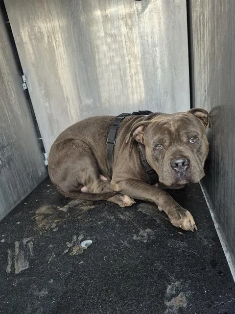 A young medium-sized male American Staffordshire Terrier dog named King for adoption in San Antonio, TX